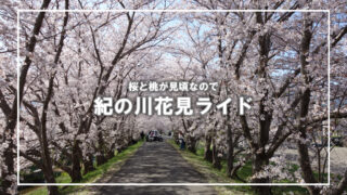 紀の川沿いの桜の名所を巡るサイクリングに行ってきました
